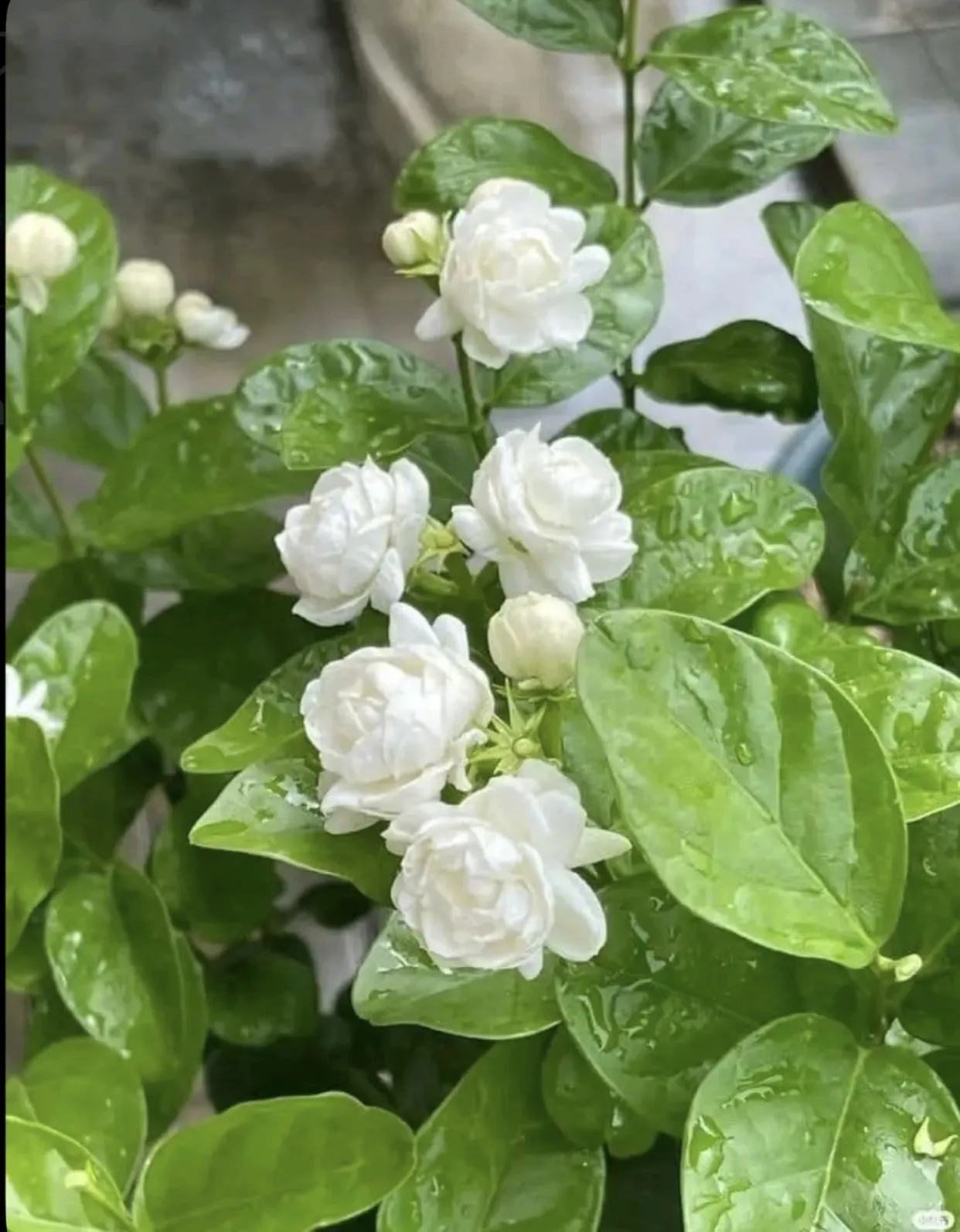 Bìa truyện MÙA HÈ RỰC RỠ